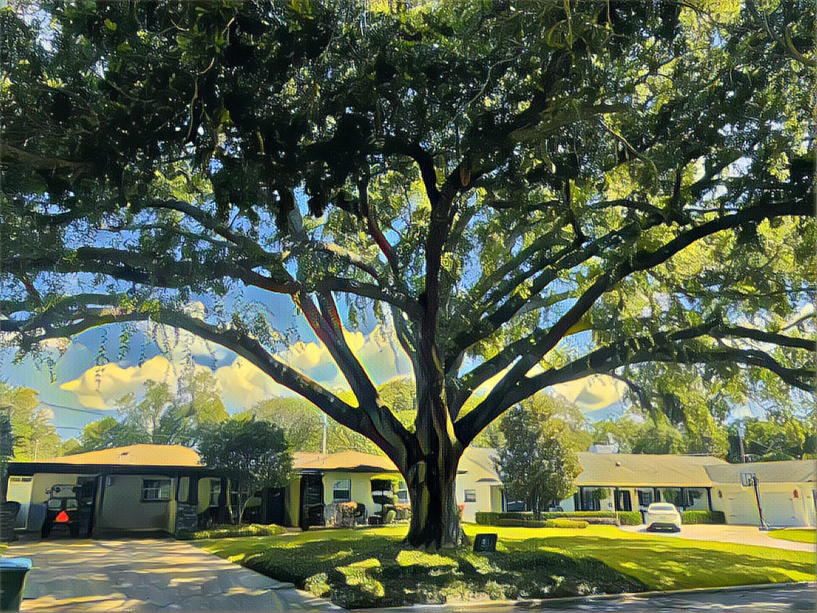 The Chippewa Tree, a sprawling live oak draped in Spanish moss on a quiet Maitland street